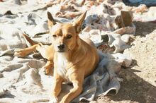 BRUTUS, Hund, Mischlingshund in Spanien - Bild 5