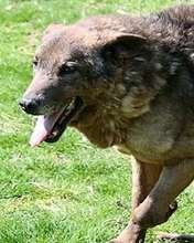 DONCIACK, Hund, Mischlingshund in Italien - Bild 1