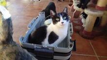 TILLY, Katze, Europäisch Kurzhaar in Spanien - Bild 2