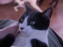 TILLY, Katze, Europäisch Kurzhaar in Spanien - Bild 4