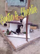 CHARLY, Katze, Egyptian Mau in Bulgarien - Bild 10