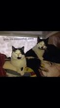 CHARLY, Katze, Egyptian Mau in Bulgarien - Bild 11