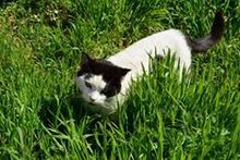 CHARLY, Katze, Egyptian Mau in Bulgarien - Bild 15