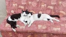 CHARLY, Katze, Egyptian Mau in Bulgarien - Bild 17
