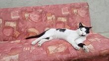 CHARLY, Katze, Egyptian Mau in Bulgarien - Bild 18