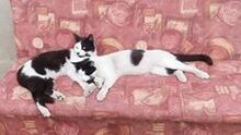 CHARLY, Katze, Egyptian Mau in Bulgarien - Bild 5