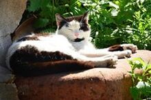 CHARLY, Katze, Egyptian Mau in Bulgarien - Bild 6