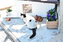 CHARLY, Katze, Egyptian Mau in Bulgarien - Bild 7