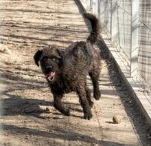 JUCUS, Hund, Mischlingshund in Ungarn - Bild 2