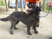JUCUS, Hund, Mischlingshund in Ungarn - Bild 3