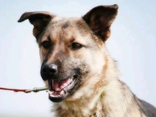 USKA, Hund, Mischlingshund in Slowakische Republik - Bild 1