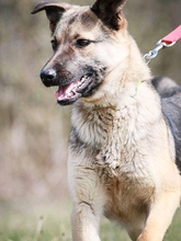 USKA, Hund, Mischlingshund in Slowakische Republik - Bild 10