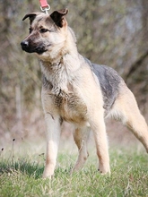 USKA, Hund, Mischlingshund in Slowakische Republik - Bild 11
