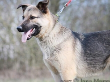 USKA, Hund, Mischlingshund in Slowakische Republik - Bild 12