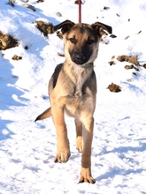 USKA, Hund, Mischlingshund in Slowakische Republik - Bild 3