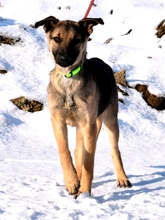 USKA, Hund, Mischlingshund in Slowakische Republik - Bild 4