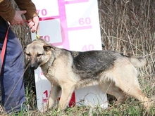 USKA, Hund, Mischlingshund in Slowakische Republik - Bild 7