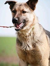 USKA, Hund, Mischlingshund in Slowakische Republik - Bild 8
