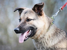 USKA, Hund, Mischlingshund in Slowakische Republik - Bild 9