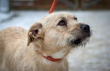 DETTI, Hund, Mischlingshund in Ungarn - Bild 3