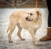 DETTI, Hund, Mischlingshund in Ungarn - Bild 4