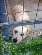 DETTI, Hund, Mischlingshund in Ungarn - Bild 5