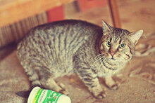 MORTI, Katze, Hauskatze in Bulgarien - Bild 2