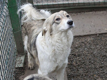 ASJA, Hund, Mischlingshund in Gräfelfing - Bild 10