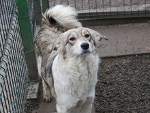 ASJA, Hund, Mischlingshund in Gräfelfing - Bild 6