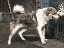 ASJA, Hund, Mischlingshund in Gräfelfing - Bild 7
