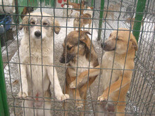 ASJA, Hund, Mischlingshund in Gräfelfing - Bild 9