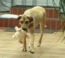 DONALD, Hund, Mischlingshund in Ratingen - Bild 11