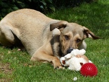 DONALD, Hund, Mischlingshund in Ratingen - Bild 7