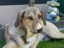 DONALD, Hund, Mischlingshund in Ratingen - Bild 8