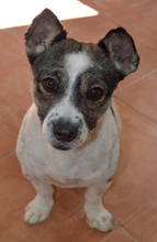 ADOLFO, Hund, Mischlingshund in Spanien - Bild 1