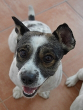 ADOLFO, Hund, Mischlingshund in Spanien - Bild 2