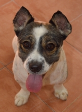 ADOLFO, Hund, Mischlingshund in Spanien - Bild 3