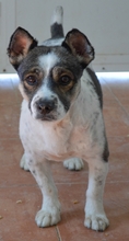 ADOLFO, Hund, Mischlingshund in Spanien - Bild 5