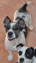 ADOLFO, Hund, Mischlingshund in Spanien - Bild 6