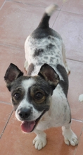 ADOLFO, Hund, Mischlingshund in Spanien - Bild 7