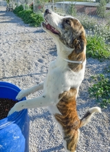 KUKA, Hund, Mischlingshund in Spanien - Bild 10