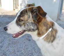 KUKA, Hund, Mischlingshund in Spanien - Bild 11