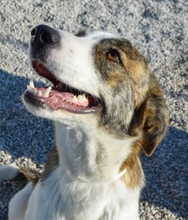 KUKA, Hund, Mischlingshund in Spanien - Bild 2