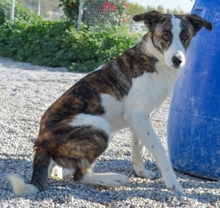 KUKA, Hund, Mischlingshund in Spanien - Bild 3