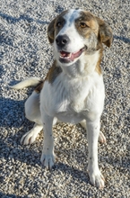 KUKA, Hund, Mischlingshund in Spanien - Bild 4