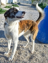 KUKA, Hund, Mischlingshund in Spanien - Bild 8