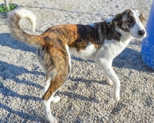 KUKA, Hund, Mischlingshund in Spanien - Bild 9