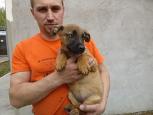 SAJKA, Hund, Mischlingshund in Ungarn - Bild 2