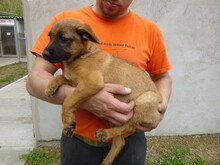 SAJKA, Hund, Mischlingshund in Ungarn - Bild 3