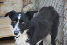 HOLLY, Hund, Mischlingshund in Bulgarien - Bild 1